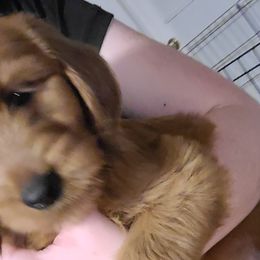 Hermione - Red  Goldendoodle puppy in Wolcottville, Indiana from Indiana Goldens
