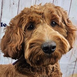 Joy - Goldendoodle