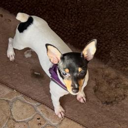 Pup Z - White black and tan female Toy Fox Terrier puppy in Clermont, Florida from Debbie Hiles's Toy Fox Terriers