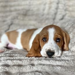 Heath (light blue) - Brown black and white male Basset Hound puppy in Kingsport, Tennessee from Bear’s Bassets