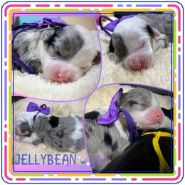 Jellybean - Blue merle female Aussiedoodle puppy in Houston, Texas from Jomelkin Furry Pals