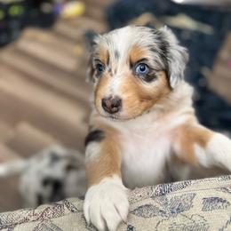 Mai tai - Blue merle female Australian Shepherd puppy in Fredericksburg, Virginia from Cooper Ridge Aussies