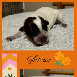 Victoria - Red mottled female Australian Cattle Dog puppy in Seneca, Missouri from MO Morningstar Heelers