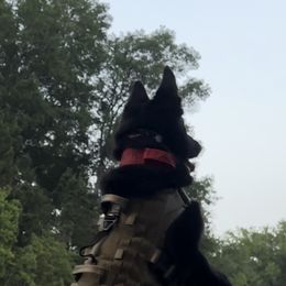 German Shepherds from Haus des Schutzes