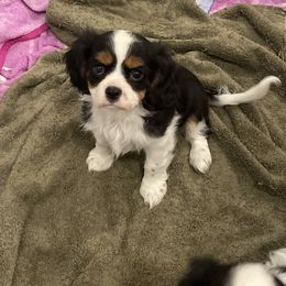 Cavalier King Charles Spaniel Puppies from Ridgefield Cavaliers