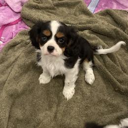 Cavalier King Charles Spaniel Puppies from Ridgefield Cavaliers