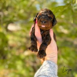 Lungo sable merle - Merle male Australian Labradoodle puppy in Wamego, Kansas from Doodles of Oz