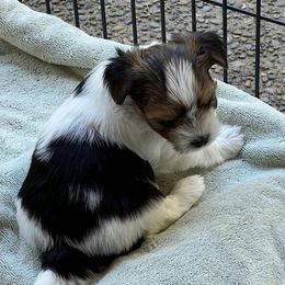 Biewer Terriers from Kirsten's Biewer Terriers