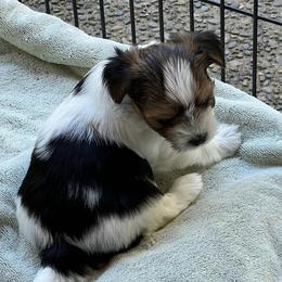 Biewer Terriers from Kirsten's Biewer Terriers