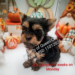 Pumpkin - Black and tan female Yorkshire Terrier puppy in Charlotte, North Carolina from Queen City Yorkies