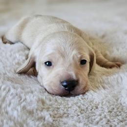 Orange collar - Cream male Dachshund puppy in Pasco, Washington from Loyal Lil Dachshunds