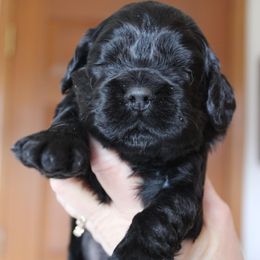 CockerMalePuppy - Dark golden male Golden Retriever puppy in Chehalis, Washington from Tradition Golden Retrievers