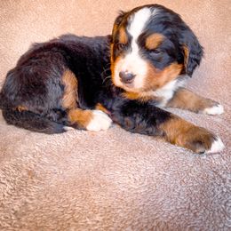 Bernedoodle, Bernese Mountain Dog, and Siberian Husky Puppies from Timberline Paws
