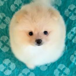 Pomeranian Puppies from Yates Pomeranians