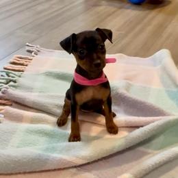 Video Princess - Black and rust female Miniature Pinscher puppy in Eatonton, Georgia from TNT Puppies
