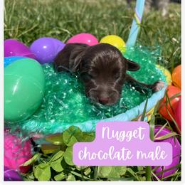 Nugget - Brown male Schnoodle puppy in Lathrop, Missouri from RR Schnoodles