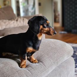 Gia - Dachshund