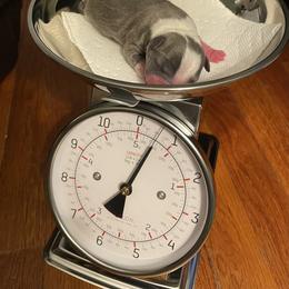 Boston Terrier Puppies from Angie's Little Bostons