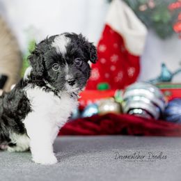 Aussiedoodle Puppies from Dreamcatcher Dogs