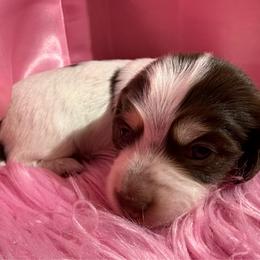 May - Chocolate and cream female Dachshund puppy in Somerset, Pennsylvania from Rae’s Dapper Dachshunds