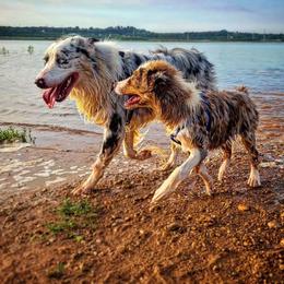 Australian Shepherds from S&K Aussies N' Rotties