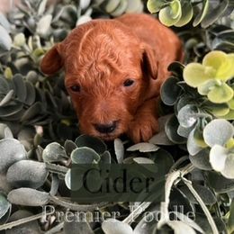 Poodle Puppies from Premier Poodle