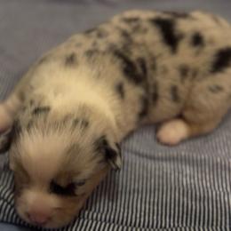 Willow - Blue merle and white female American Corgi puppy in Nortonville, Kansas from Low Riders Corgis & Mini Aussies