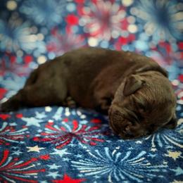 Theo - Black male Labrador Retriever puppy in Isle, Minnesota from Dog Ear Outfitters