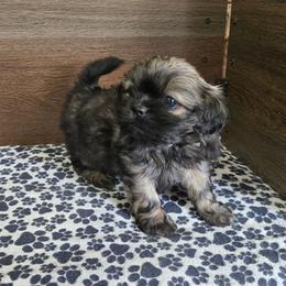 Boy 1 - Brindle male Shih Tzu puppy in Meadows Of Dan, Virginia from Walt’s Shih Tzus