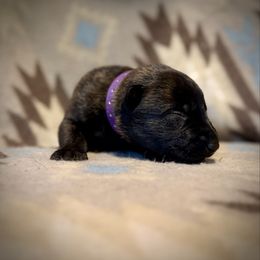 Purple - Brindle female Belgian Malinois puppy in Constantia, New York from Creek Corners