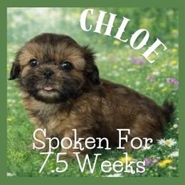 Chloe - Gold female Shih Tzu puppy in Hayden, Idaho from Phoenix Shih Tzu