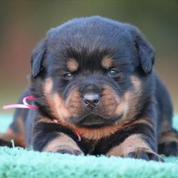 Tormenta - Black and mahogany female Rottweiler puppy in Uniontown, Alabama from CedarBluff Rottweilers