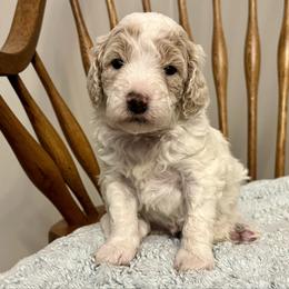 Biscuit - Cream male Goldendoodle puppy in Crawford, Mississippi from Magnolia State Poodles and Doodles