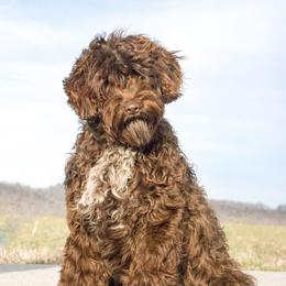 Sophie - Portuguese Water Dog
