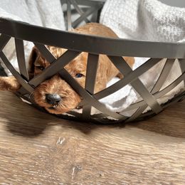 Cavapoo Puppies from Jorden’s Cavapoo’s