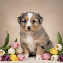 Lariat - Blue merle male Australian Shepherd puppy in Hugo, Colorado from Frying Pan Ranch Australian Shepherds