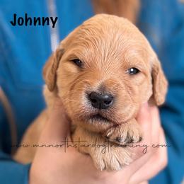 Johnny - Cream male Goldendoodle puppy in Lancaster, Minnesota from North Star Dog Training