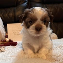 Shih Tzu Puppies from Wood Foo Breeders