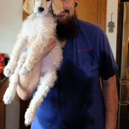 Poodle Puppies from Furball Forest Poodles