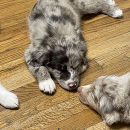 Australian Shepherd Puppies from Elliott’s Aussies
