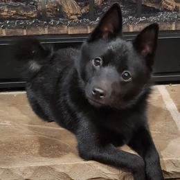 Faolan - Schipperke