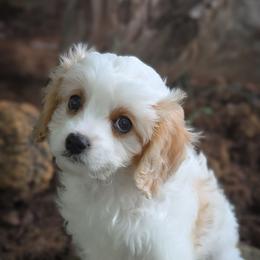 Milo - Blenheim male Cavapoo puppy in San Diego, California from WW Cavapoos