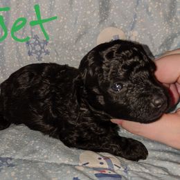 Great Dane and Poodle Puppies from Elizabeth Poodle and Dane Pups