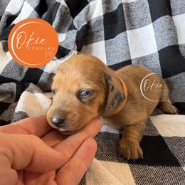 Stormfly - Dapple female Dachshund puppy in Edmond, Oklahoma from Okie Puppies
