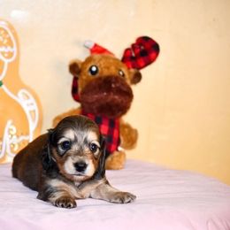 Halley - Sable female Dachshund puppy in Homosassa, Florida from SAN’S Dachshunds