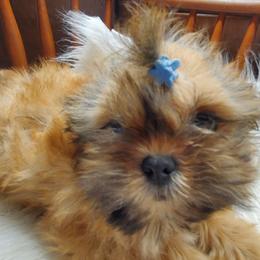 Lorenzo - Red male Shih Tzu puppy in Hillsdale, Michigan from Prairie Fen Farm