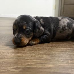 Timber - Dapple male Dachshund puppy in Live Oak, Florida from Johnson’s Weiner Farm