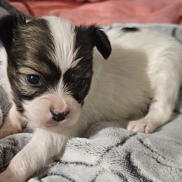 Dexter - White and sable male Papillon puppy in Fulton, Missouri from Papillon Love