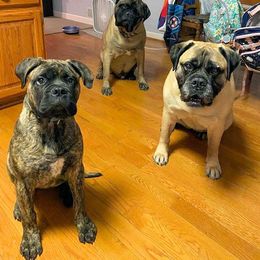 Boston Terrier and Bullmastiff Puppies from Melkev's Bullmastiffs and Boston Terriers
