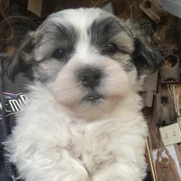 Coton de Tulear Puppies from Darryl's Cotons de Tulear